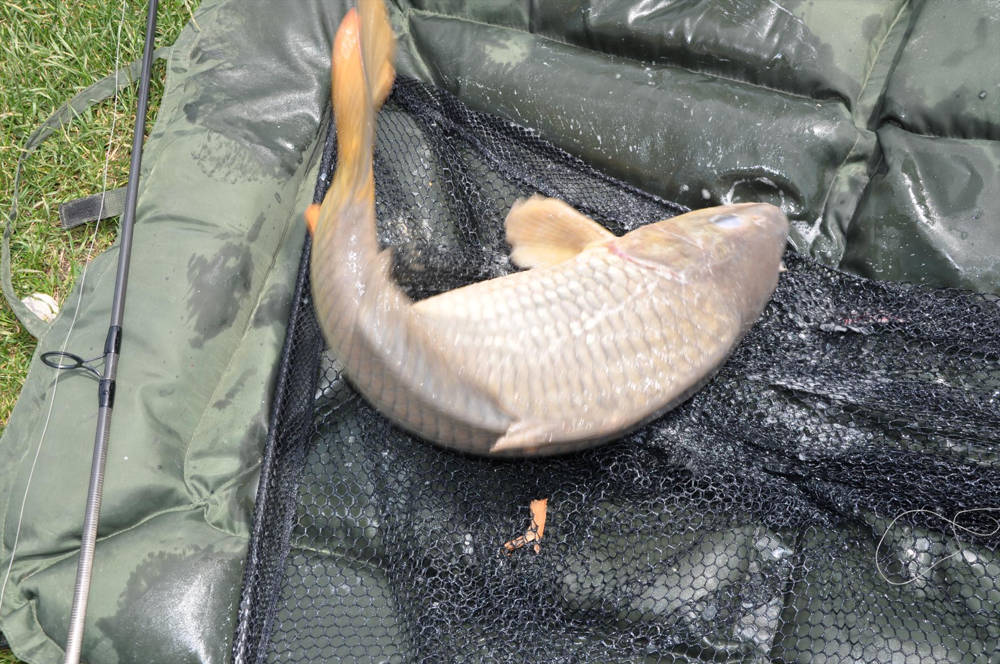 MV 2 - 09/06/2013 - dsc0016.JPG